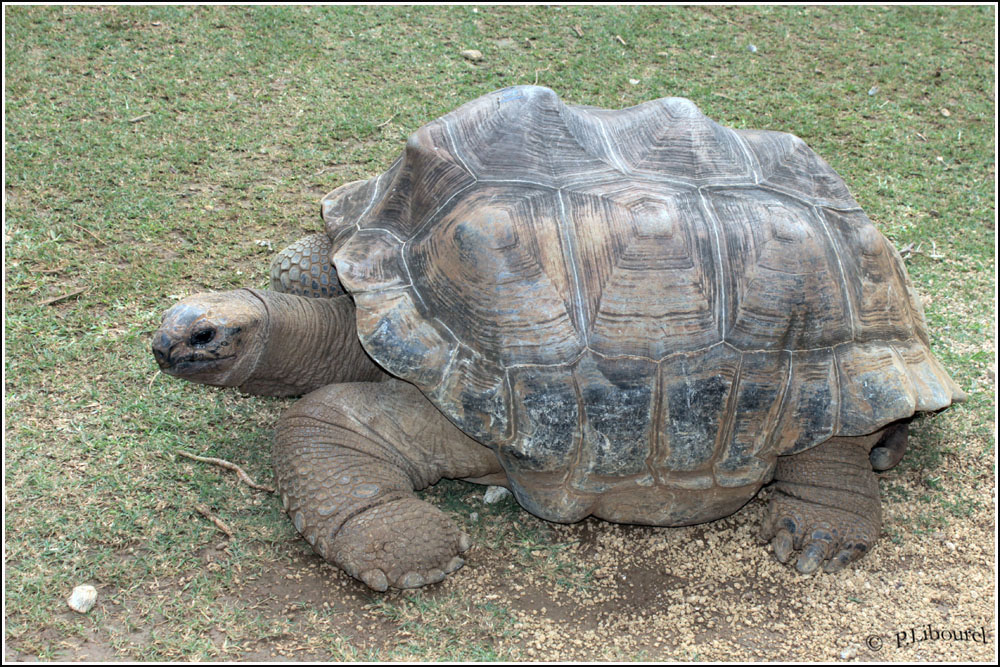 Aldabrachelys gigantea