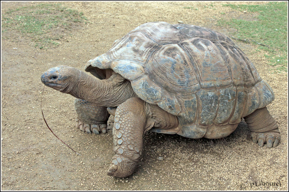 Aldabrachelys gigantea