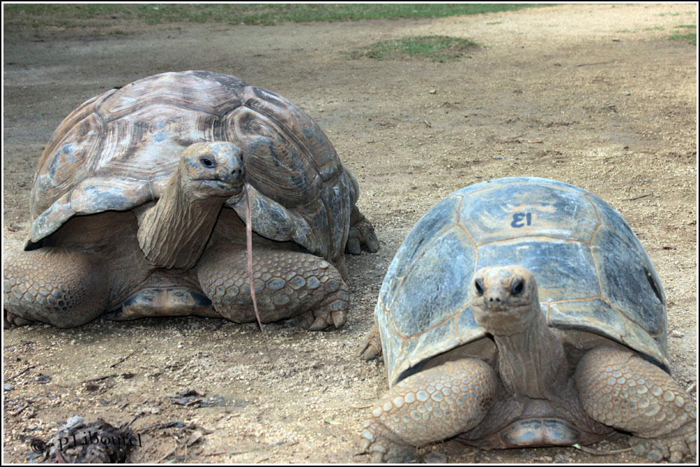 Aldabrachelys gigantea
