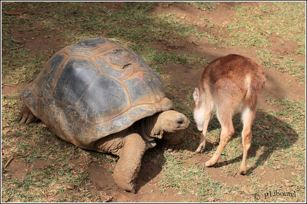 Aldabrachelys gigantea