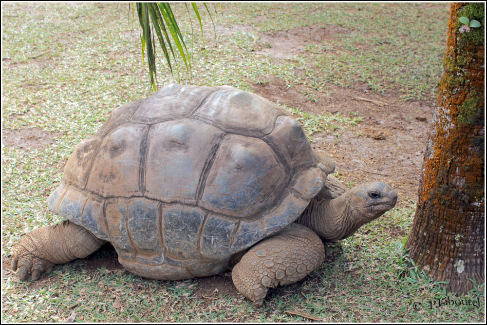 Aldabrachelys gigantea
