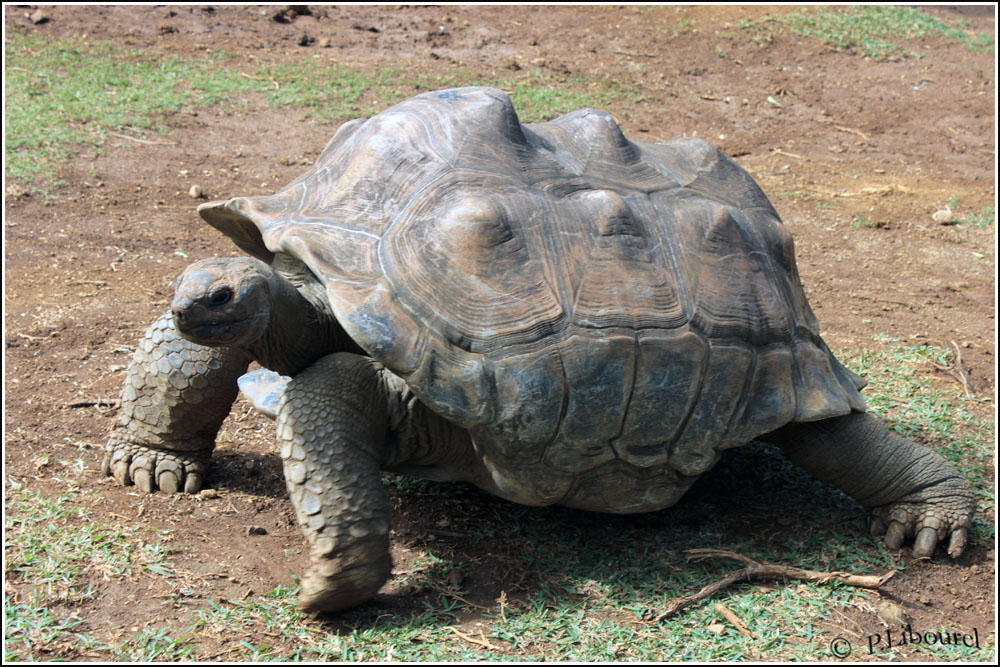 Aldabrachelys gigantea