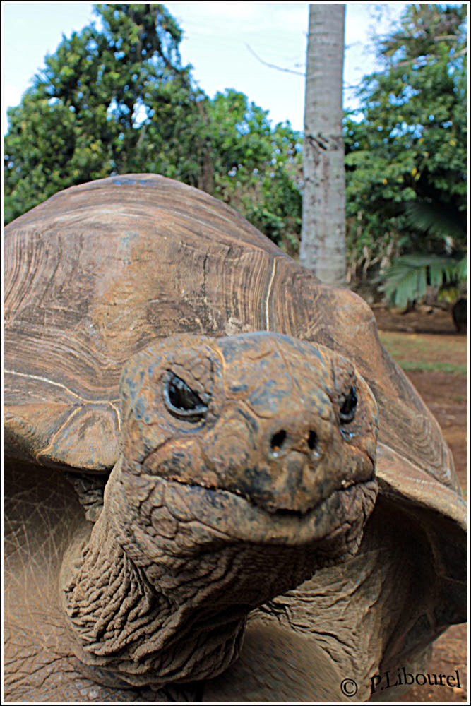 Aldabrachelys gigantea