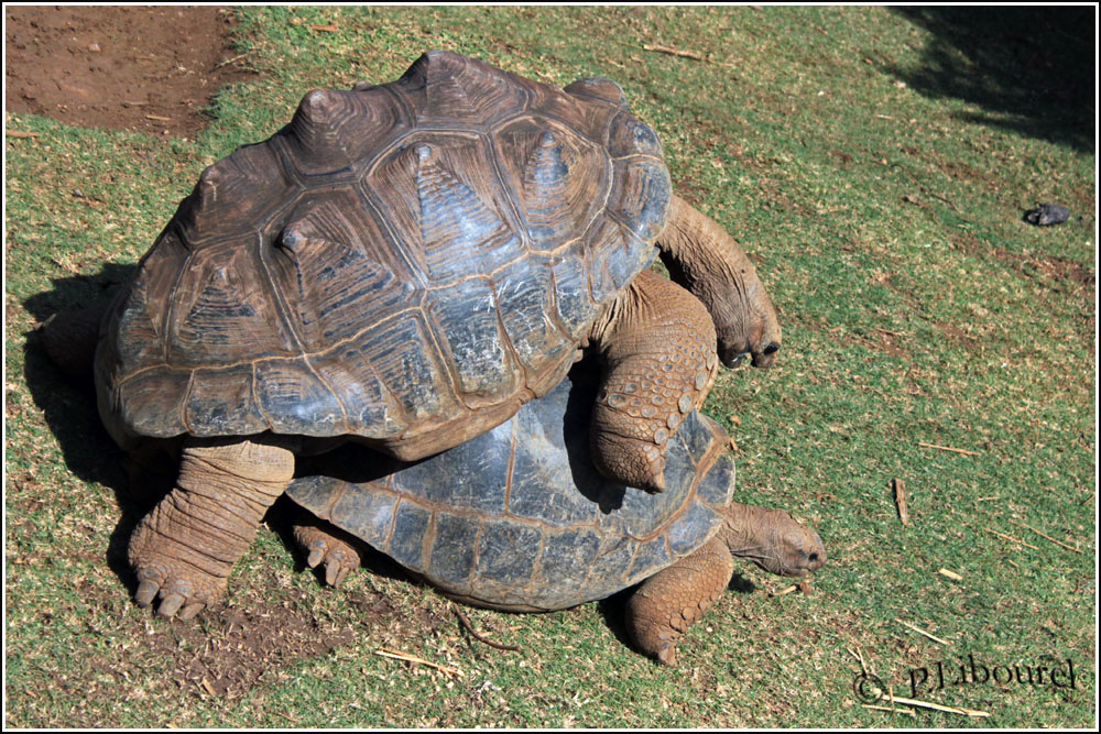 Aldabrachelys gigantea