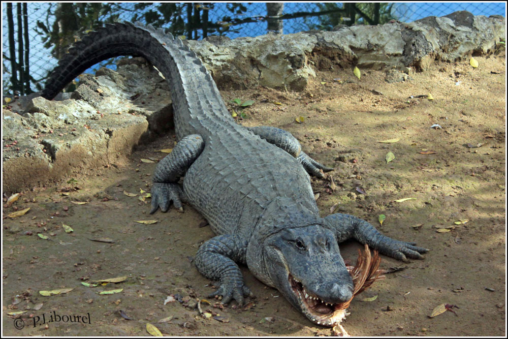 Crocodylus niloticus