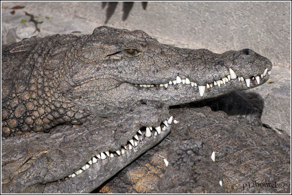 Crocodylus niloticus