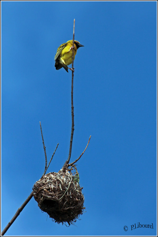 Ploceus cucullatus