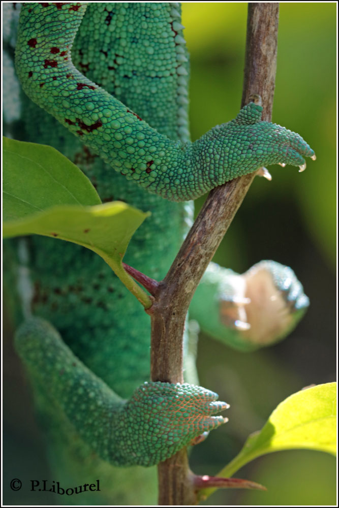 Furcifer pardalis