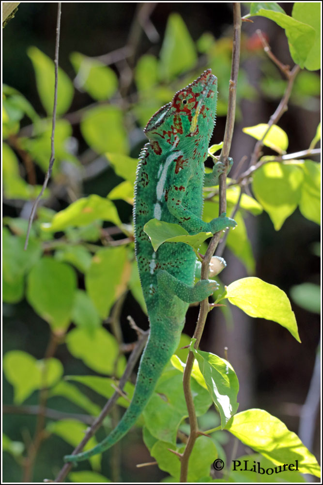 Furcifer pardalis