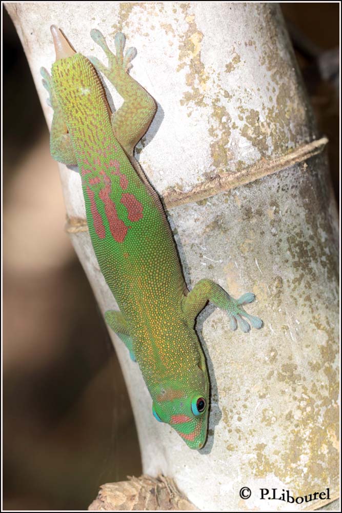 Phelsuma laticauda