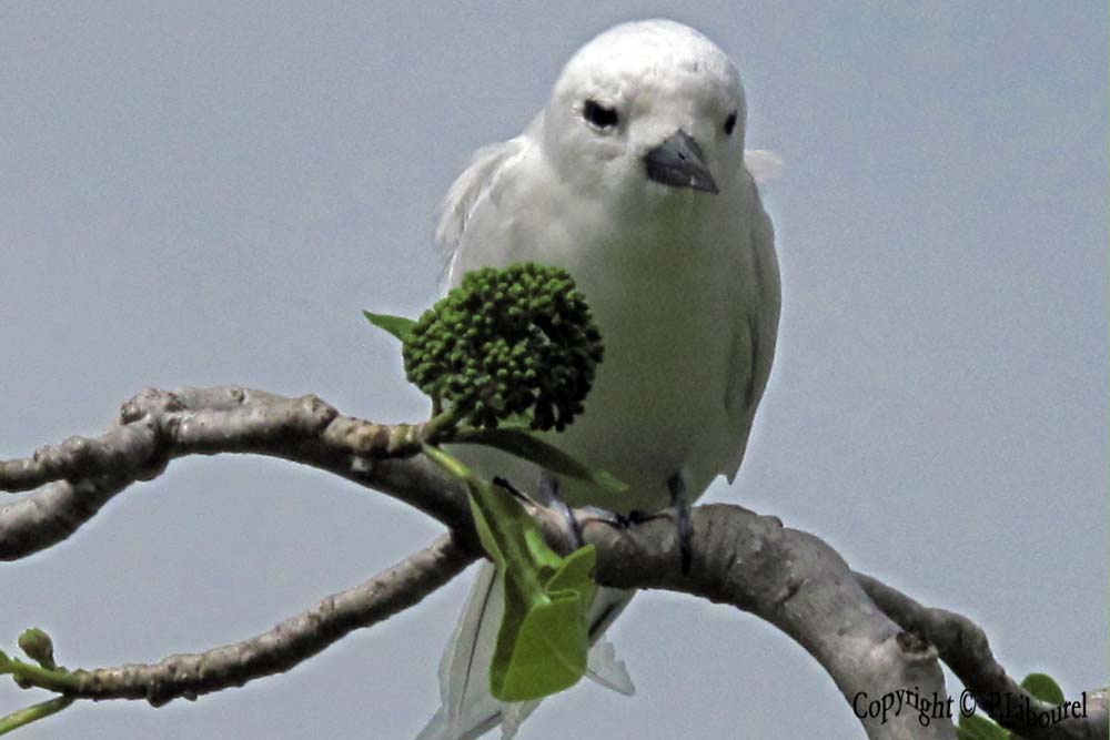 Gygis alba