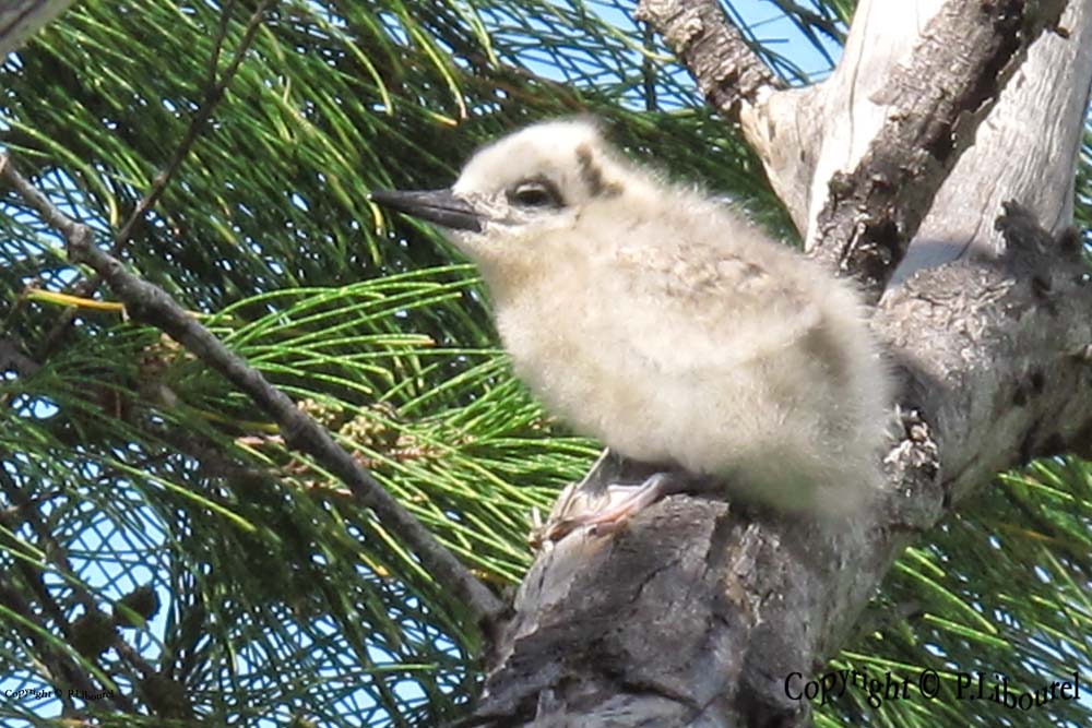 gygis alba