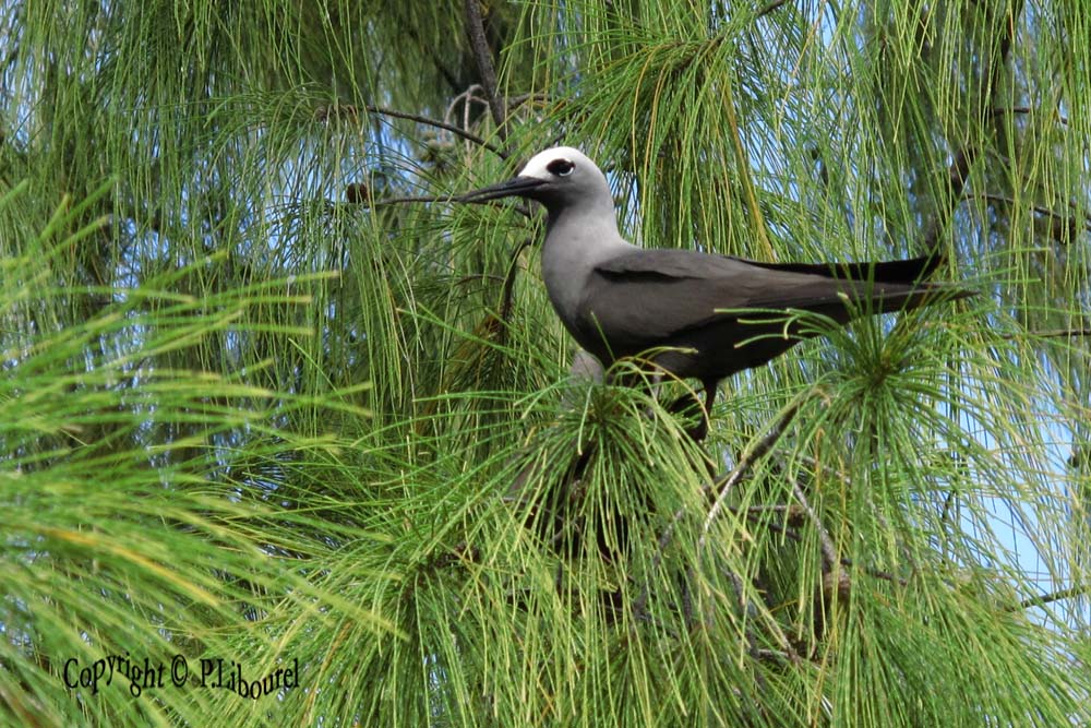 Anous tenuirostris