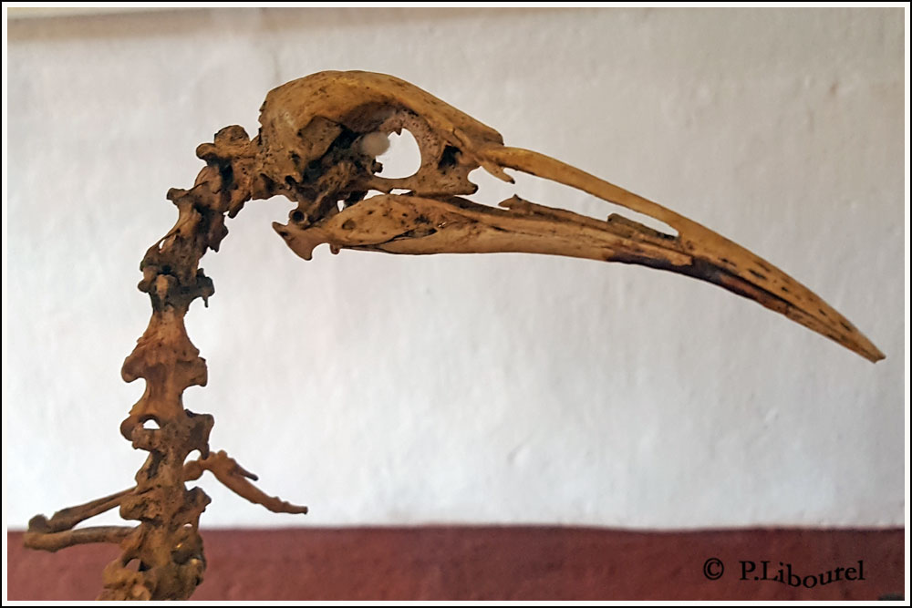Aphanapteryx bonasia