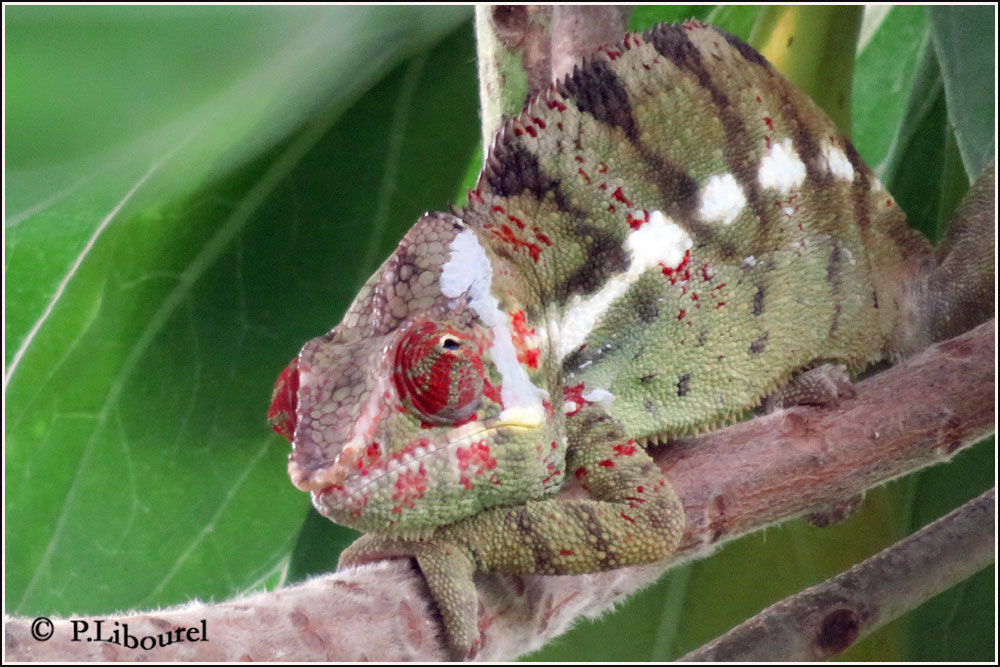 Furcifer pardalis