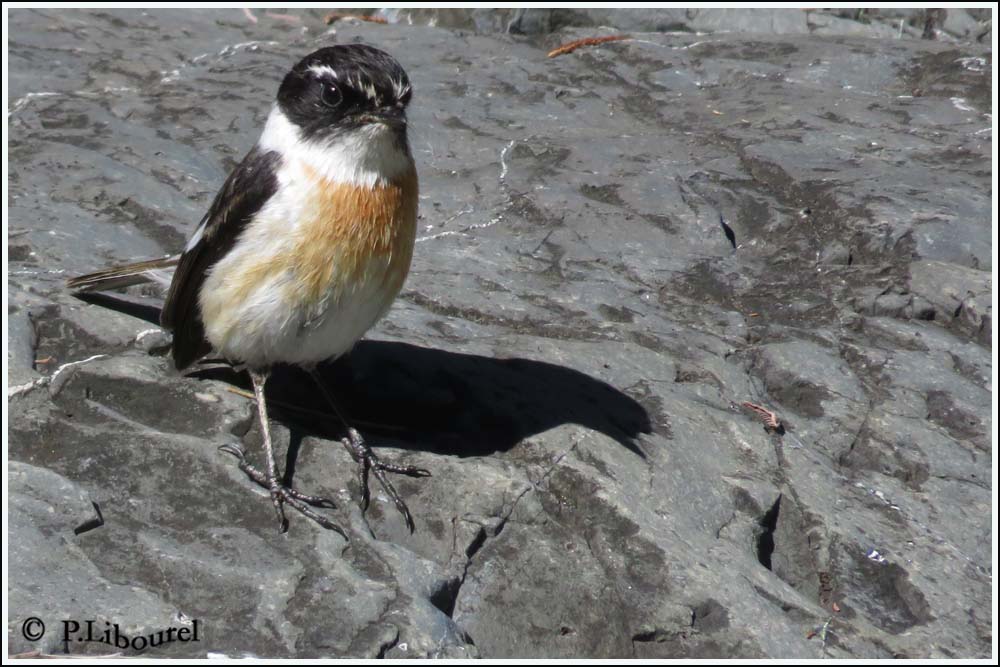 Saxicola tectes