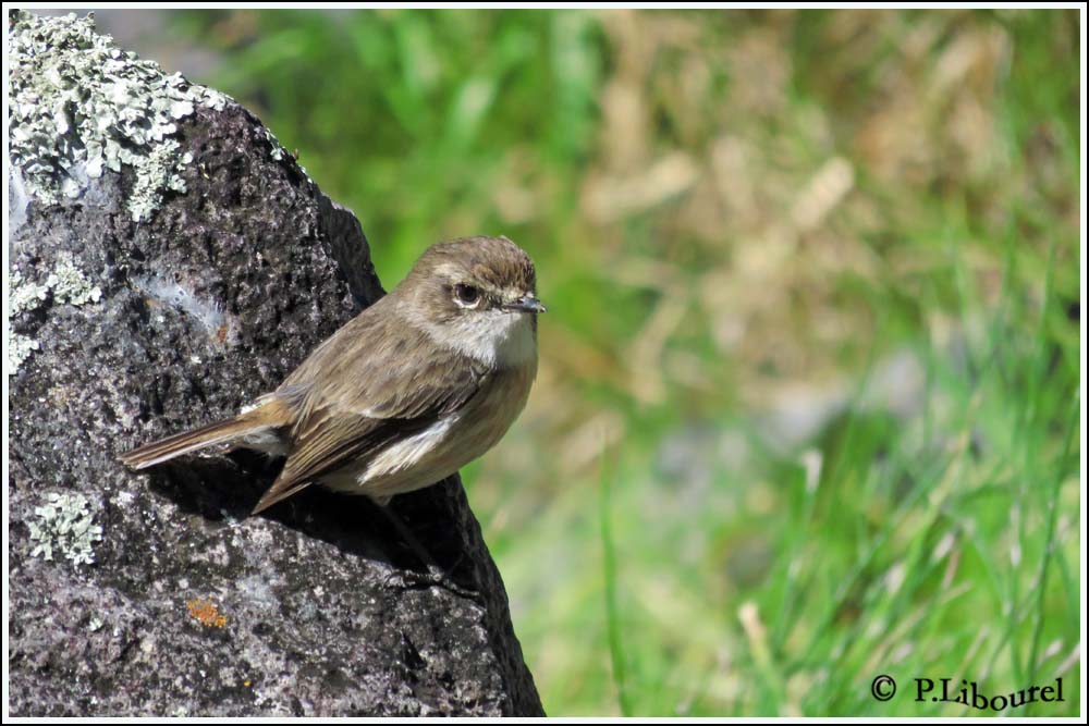 Saxicola tectes
