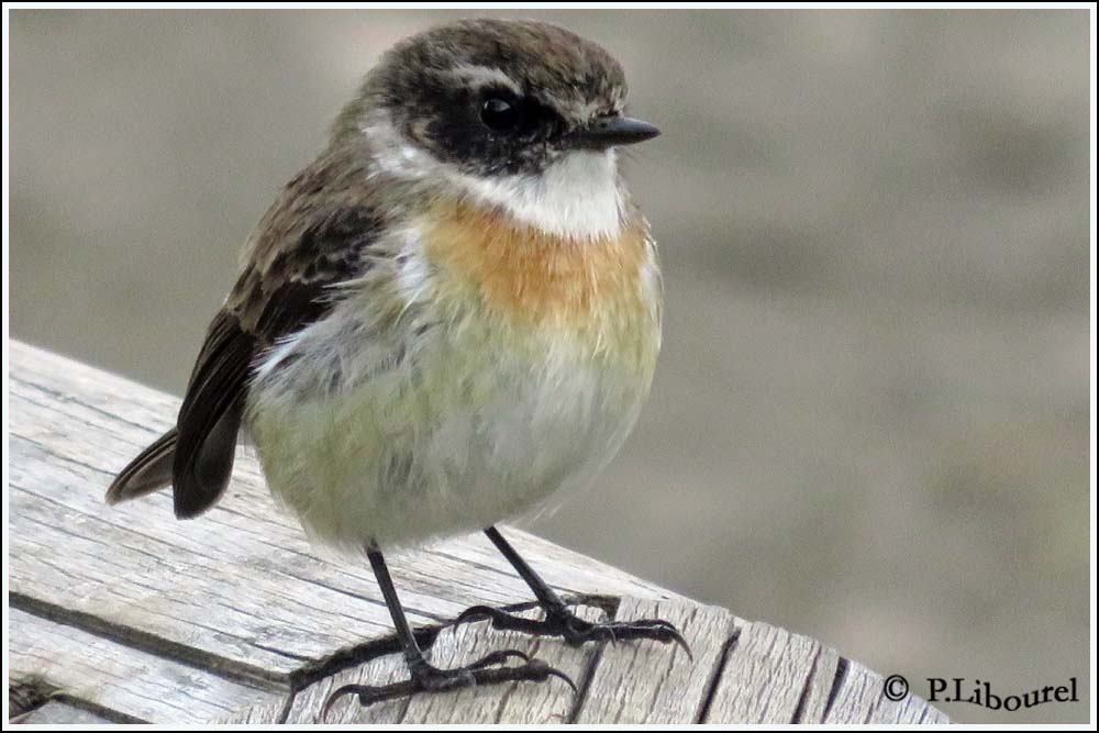 Saxicola tectes