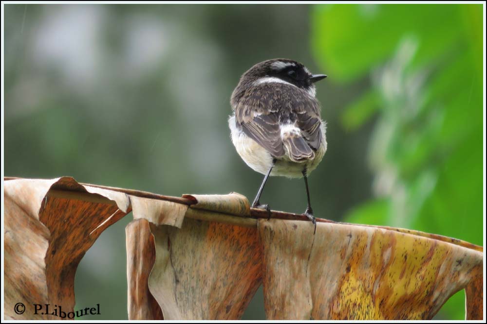 Saxicola tectes