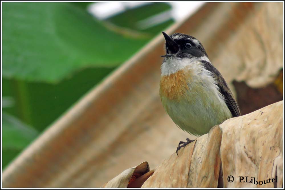 Saxicola tectes