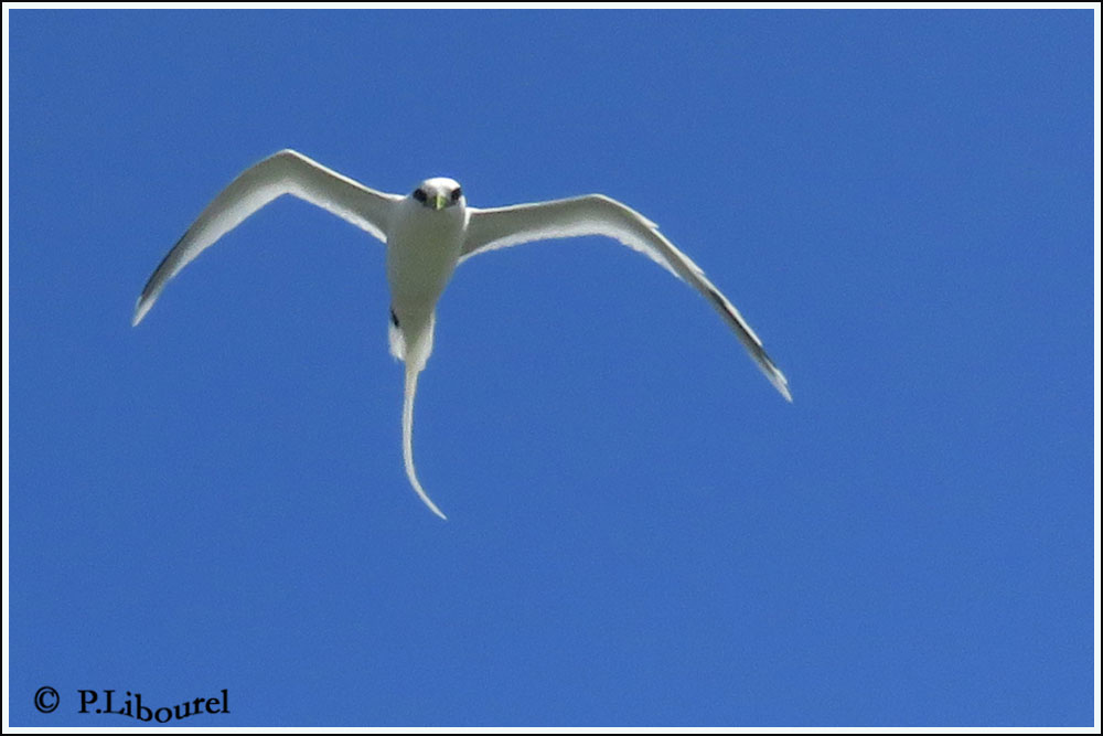 Phaethon lepturus