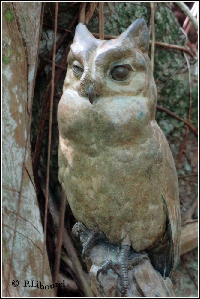 Mascarenotus sauzieri