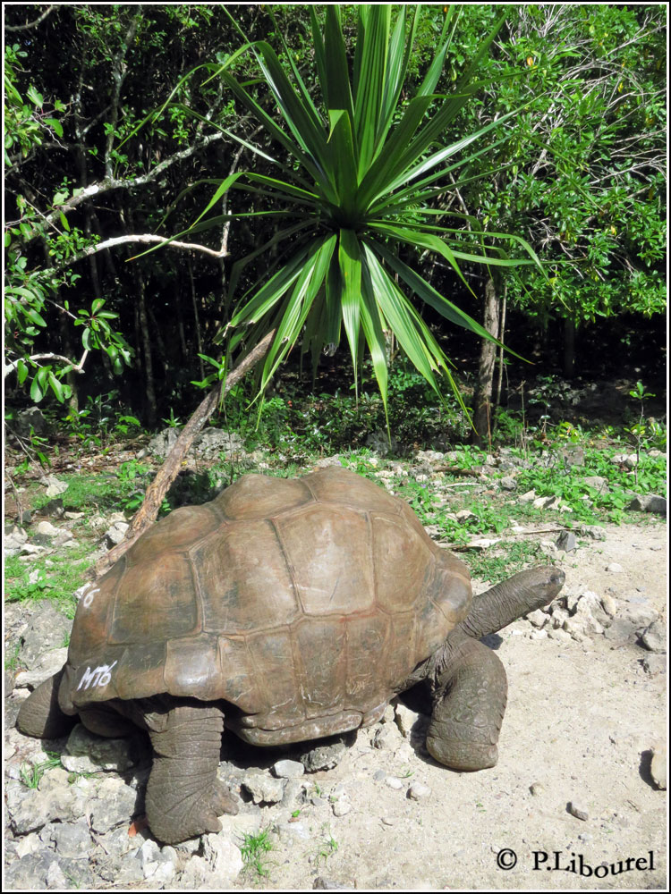 Aldabrachelys gigantea