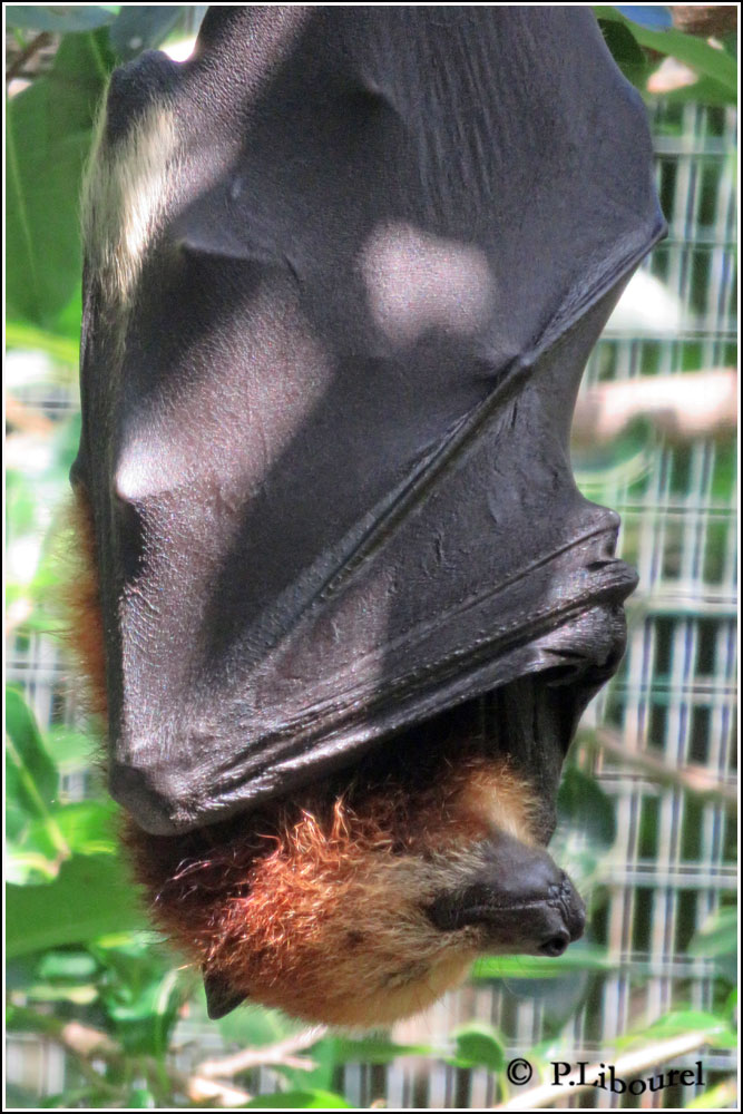 Pteropus niger