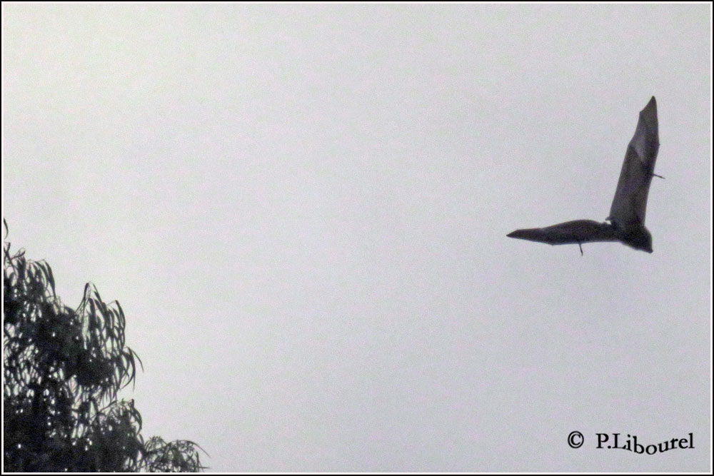 Pteropus niger