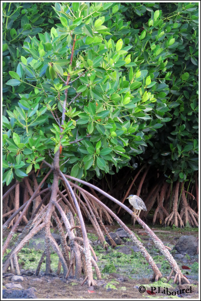 Butorides striata rutenbergi