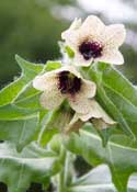 solanaceae
