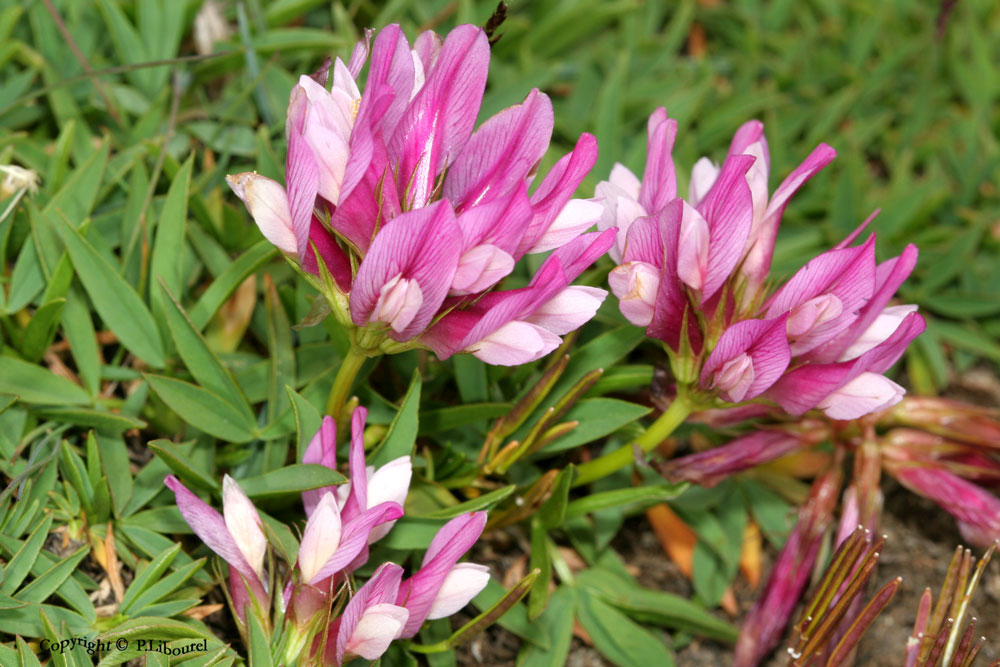trifolium alpinum