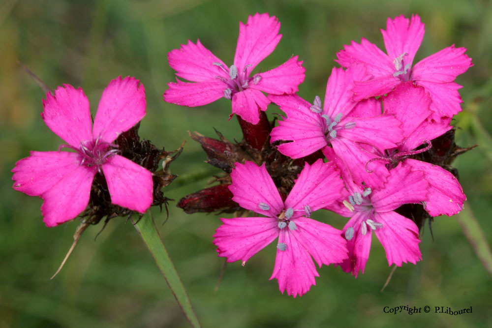 dianthus carthusianorum