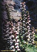 acanthus