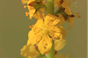 Agrimonia eupatoria
