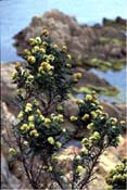anthyllis