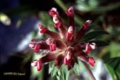anthyllis