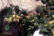 anthyllis