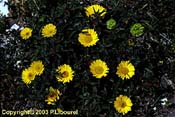 asteriscus
