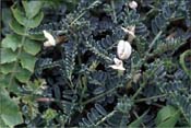 astragalus