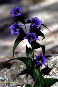campanula