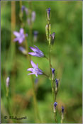 Campanula rapunculus