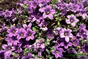 campanula