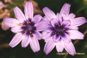 catananche