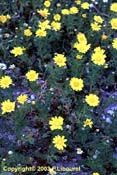 chrysanthema