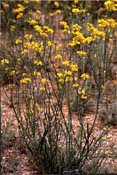 coronilla