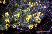 coronilla