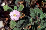 erodium
