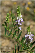 Galega officinalis