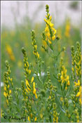 Genista tinctoria